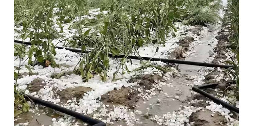 आंधी, बारिश और ओलावृष्टि से उत्तर भारत में तबाही, फसलों को भारी नुकसान